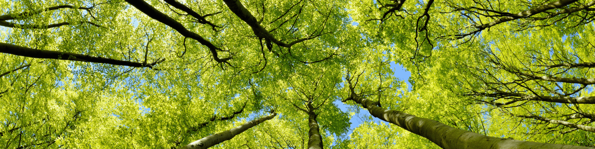 Demeco s'engage pour un avenir plus durable avec Ecotree