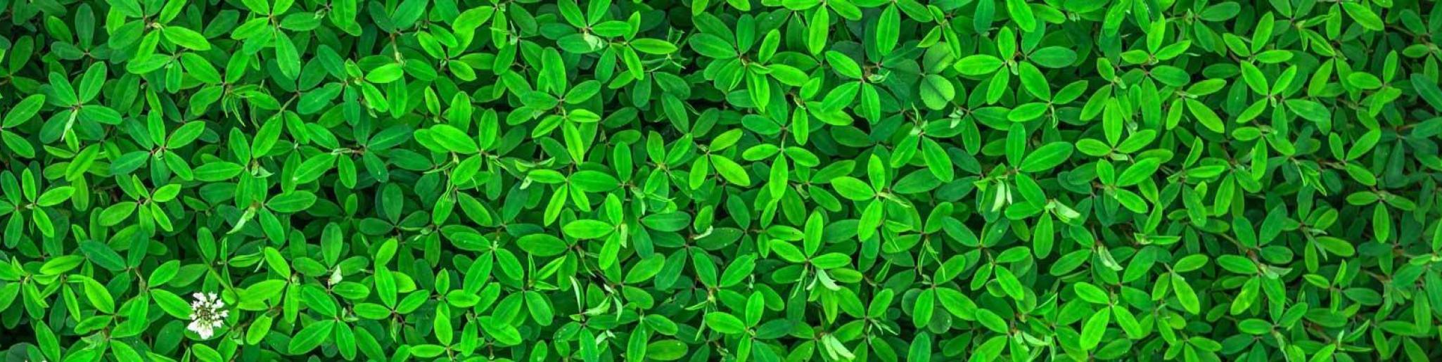 demeco, une société de déménagement engagée